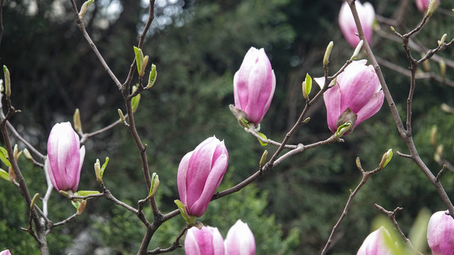 紫玉兰花