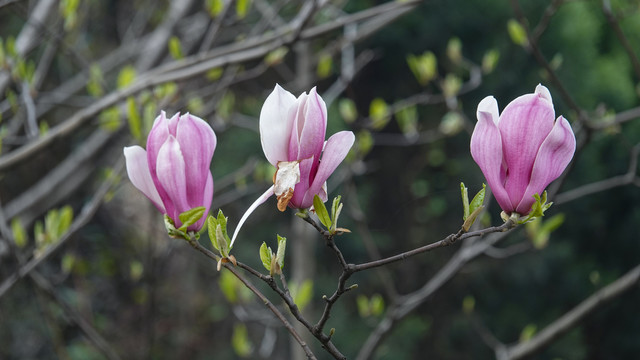 玉兰花