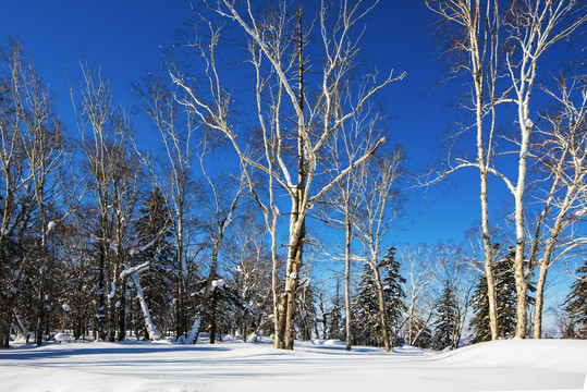 雪景