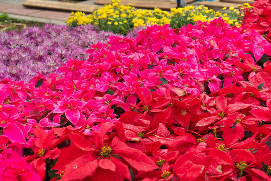 春节花市一品红