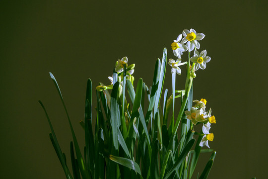 水仙花