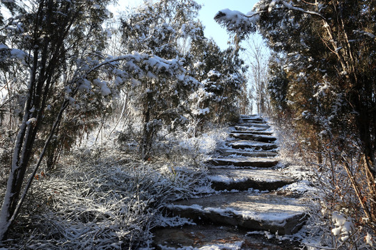 雪后小路