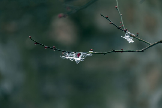 傲雪红梅