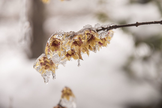 腊梅傲雪