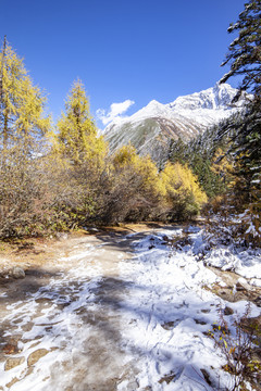 川西雪山毕棚沟秋色