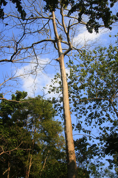 老挝热带雨森植被