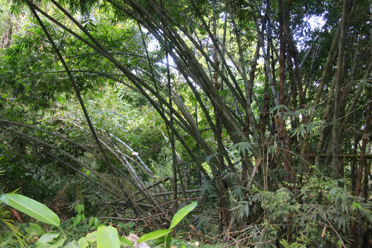 老挝热带雨森植被