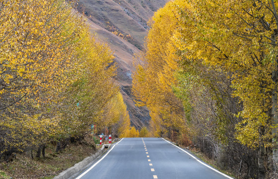 高原彩林公路