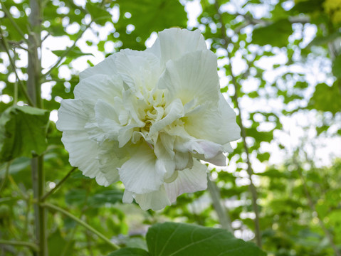 白色木槿花