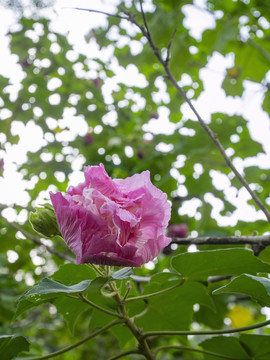 粉色木槿花