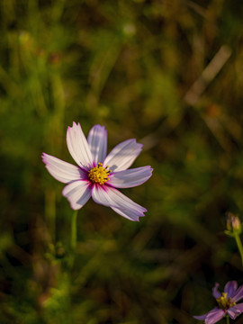 波斯菊