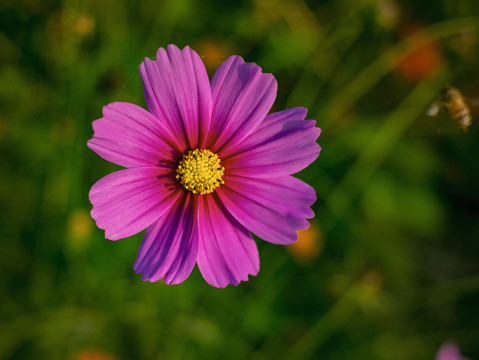 波斯菊