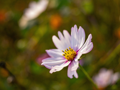 波斯菊