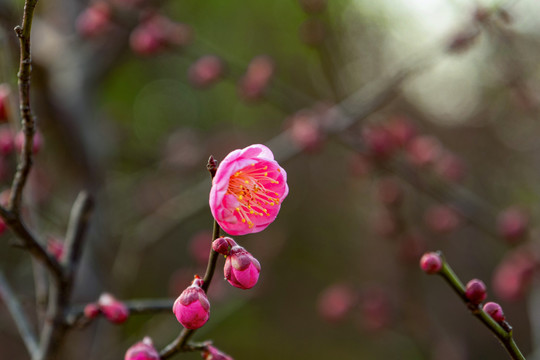 梅花