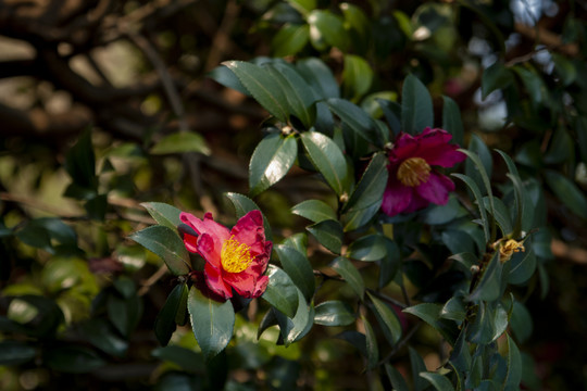 红色山茶花