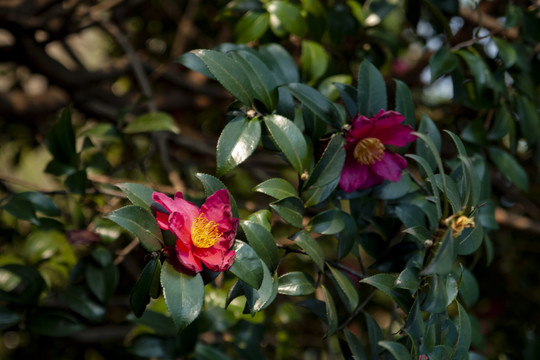 山茶花