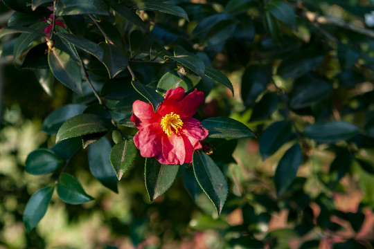 红色山茶花