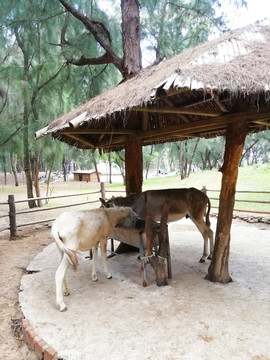 驴子骡子驴圈