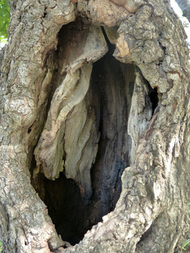 树洞