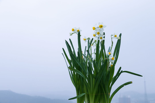 玉洁冰清水仙花