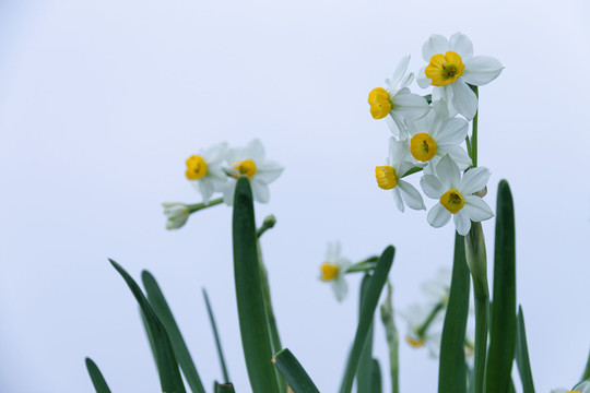 几枝水仙花