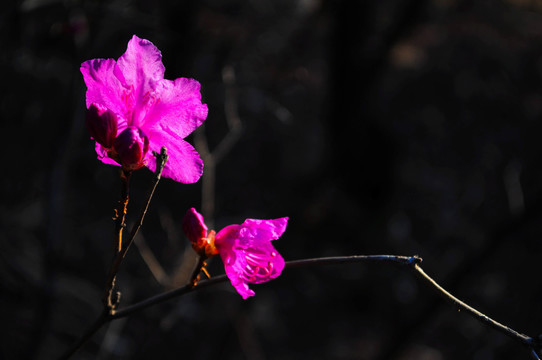 杜鹃花