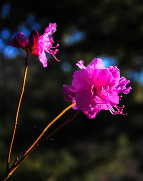 杜鹃花