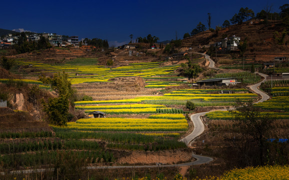 油菜地