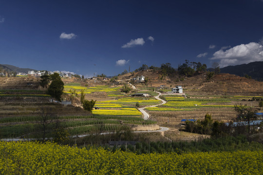 油菜园