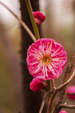 梅花