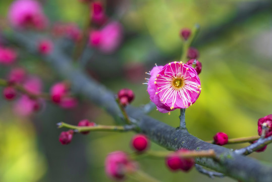 梅花