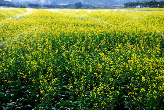 油菜花田