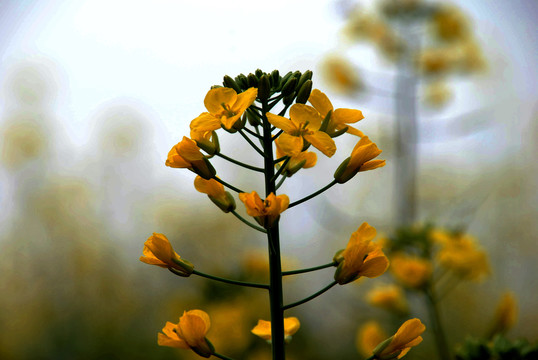 油菜花素材