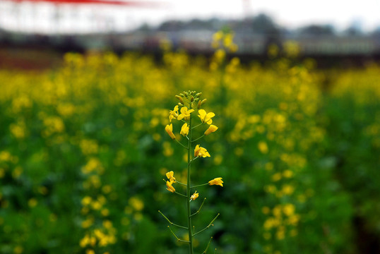 油菜花