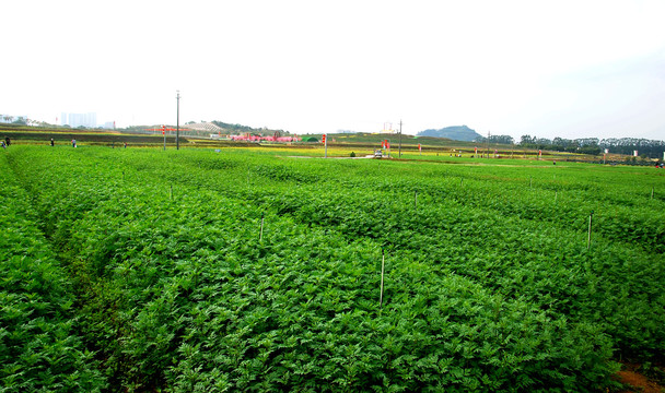 田园菜地