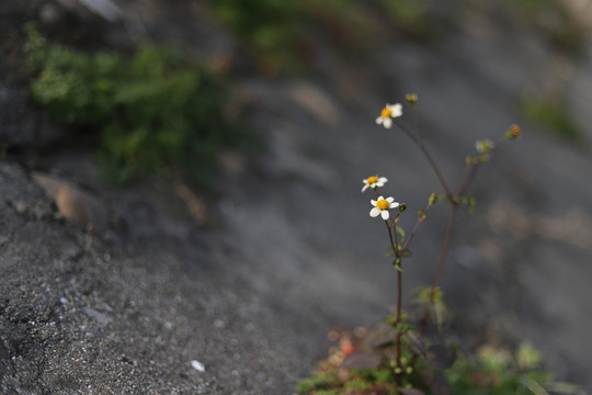 野花