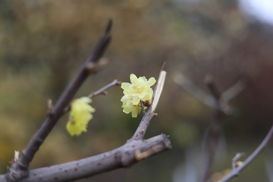 腊梅花