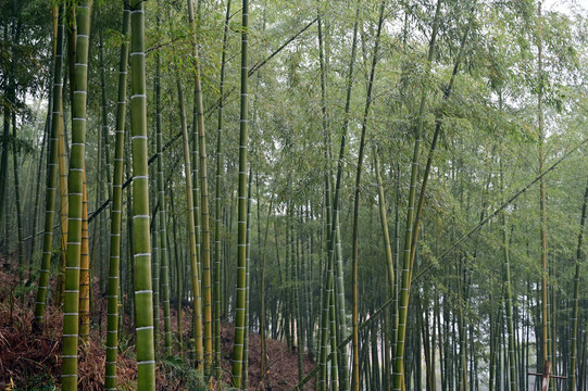 山区竹林