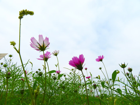 盛开的格桑花