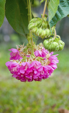 非洲芙蓉