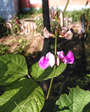 芸豆花