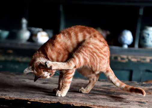 老茶馆的猫