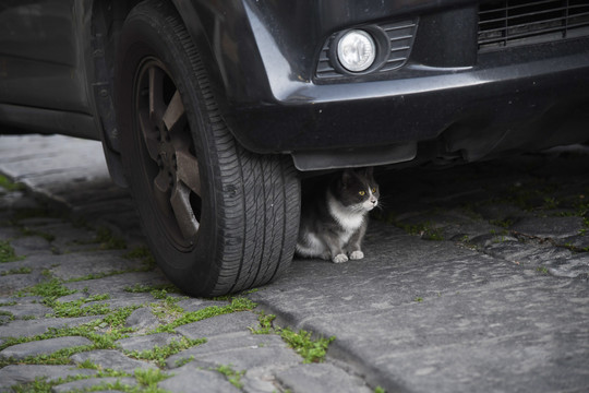 躲在车下的猫