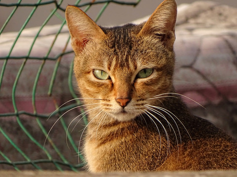 可爱田园猫萌宠正面