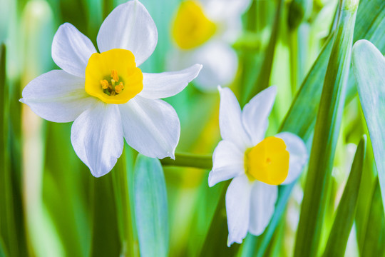 水仙花