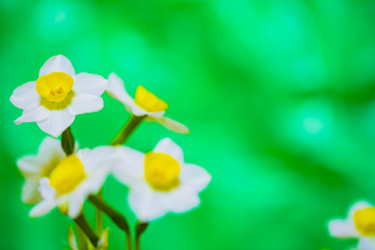 水仙花