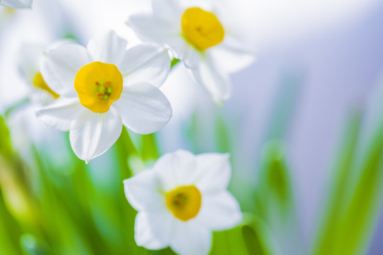 水仙花