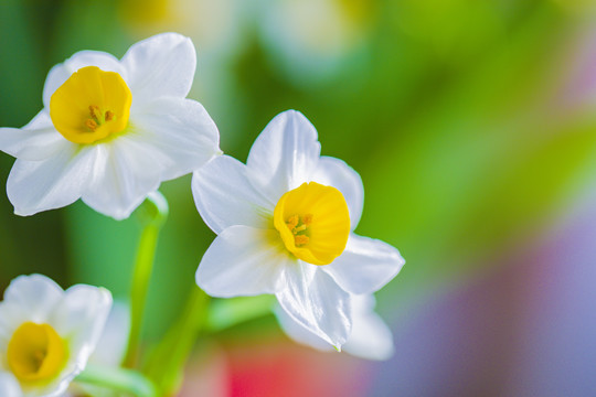 水仙花