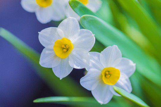 水仙花