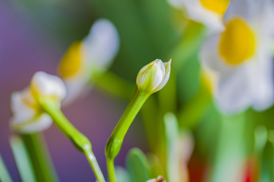 水仙花